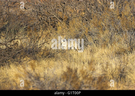 Coyote Canis latrans Bosque del Apache National Wildlife Refuge Nouveau Mexique USA Banque D'Images