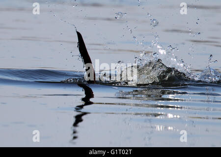 Wild loutre d'Europe (Lutra lutra) disparaissant dans l'eau, extrémité de la queue montrant et aux projections d'eau. Prise en Ecosse. Banque D'Images