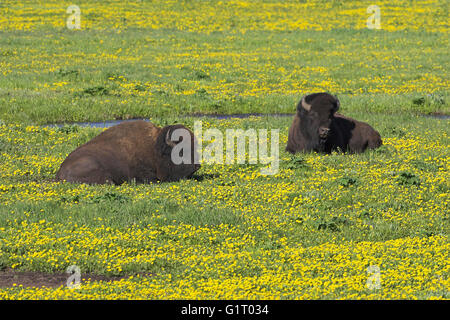 American bison Bison bison mâle au repos le Parc National de Yellowstone au Wyoming USA Banque D'Images