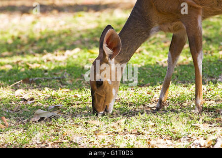 Bushbuck Tragelaphus scriptus Parc National Kruger de pâturage de l'Afrique du Sud Banque D'Images