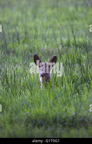 Le chevreuil Capreolus capreolus Avon Valley près de Ringwood Hampshire Angleterre Banque D'Images