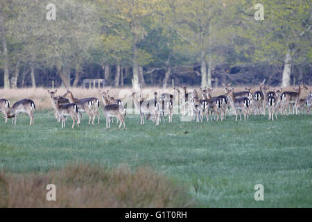 Daims Cervus dama troupeau de n Parc national New Forest Hampshire Angleterre Banque D'Images