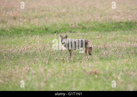 Coyote Canis latrans in grassy field Kansas Banque D'Images