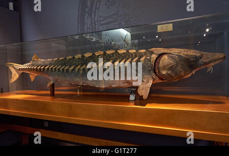 L'esturgeon de la mer pêchés dans la rivière Vistule par des pêcheurs en 1934. En ce moment exposition au Musée de Mazovie à Plock Pologne Banque D'Images
