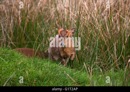 Muntiacus reevesi Muntjac captif] [pays de l'ouest du centre de photographie de la faune Devon England UK Banque D'Images