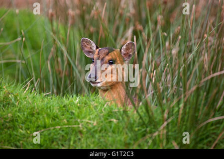 Muntiacus reevesi Muntjac [femme] captifs pays Ouest Centre Photographie Devon England UK Banque D'Images