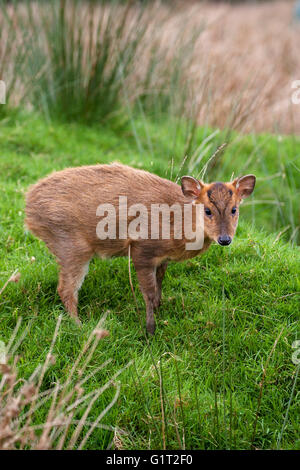 Muntiacus reevesi Muntjac captif] [pays de l'ouest du centre de photographie de la faune Devon England UK Banque D'Images