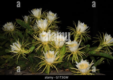 Night Blooming Cereus (Reine de la nuit, fruit du dragon, fleurs) Banque D'Images