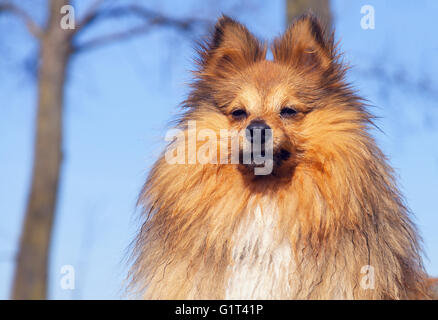 L'air cool Sheltie à la caméra Banque D'Images