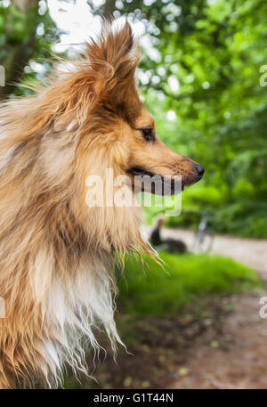 Shetland Sheepdog en forêt avec un vélo dans l'arrière-plan Banque D'Images