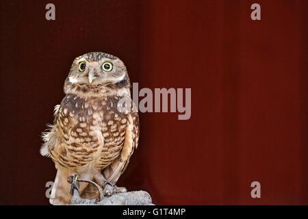 Secouru petit hibou, Megascops kennicottii, contre l'arrière-plan red barn Banque D'Images