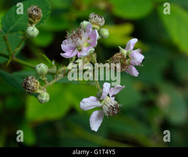 Fleur Rose Dewberry Banque D'Images