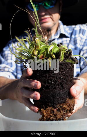 Close up of hand holding Venus Fly Trap et Drosera capensis avec pot supprimé Banque D'Images