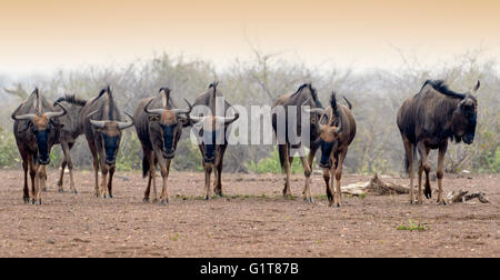 Le Gnou bleu (Connochaetes taurinus), à marcher ensemble, Kruger National Park, Mpumalanga, Afrique du Sud, l'Afrique Banque D'Images
