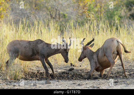 Topi, antilope tsessebe (damaliscus lunatus), ramper dans la boue, Kruger National Park, Afrique du Sud. Banque D'Images