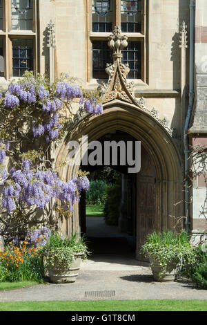 Dans le jardin de glycine Quadrangle, Balliol College. Oxford, UK Banque D'Images