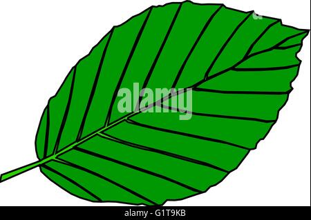 Hêtre, Fagus sylvatica, vector, isolés, des feuilles de hêtre Illustration de Vecteur