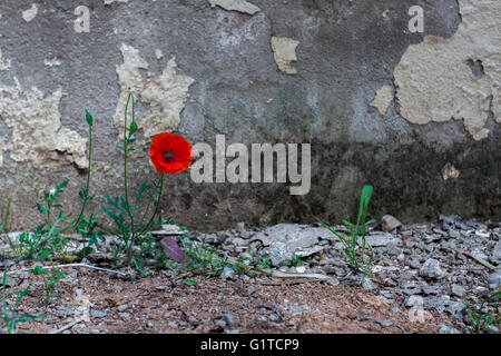 Fleur de pavot sur vieux mur arrière-plan Banque D'Images