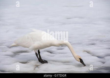 Le Cygne de boire l'eau de fusion de la glace, Cygnus buccinator, la fin de l'hiver, l'Est de l'Amérique du Nord Banque D'Images