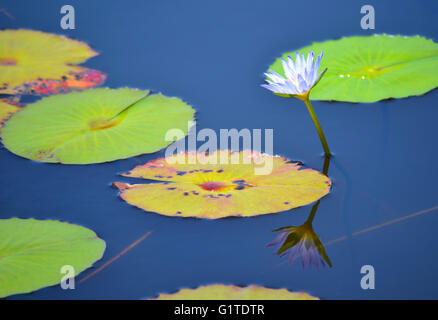 Fleur de nénuphar reflète dans l'étang bleu encore Banque D'Images