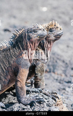 Iguane marin, Amblyrhynchus cristatus mertensi, Isla Santiago (San Salvador, James), îles Galapagos, Equateur Banque D'Images