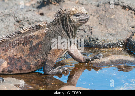 Iguane marin, Amblyrhynchus cristatus mertensi, Isla Santiago (San Salvador, James), îles Galapagos, Equateur Banque D'Images