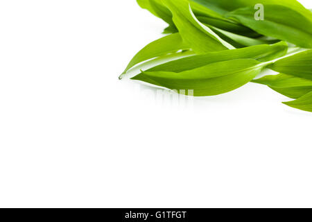 Ramsons frais feuilles. Les feuilles de l'ail sauvage isolé sur fond blanc. Banque D'Images