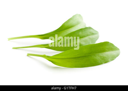 Ramsons frais feuilles. Les feuilles de l'ail sauvage isolé sur fond blanc. Banque D'Images