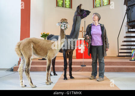 Schiffweiler, Allemagne. 17 mai, 2016. Le pasteur Wiltrud Bauer, avec llama Maputo (C) et de l'alpaga Alejandro, se dresse devant l'autel de l'église protestante de Schiffweiler, Allemagne, 17 mai 2016. Bauer utilise les animaux dans sa paroisse pour aider à promouvoir le bien-être spirituel. Photo : OLIVER DIETZE/dpa/Alamy Live News Banque D'Images