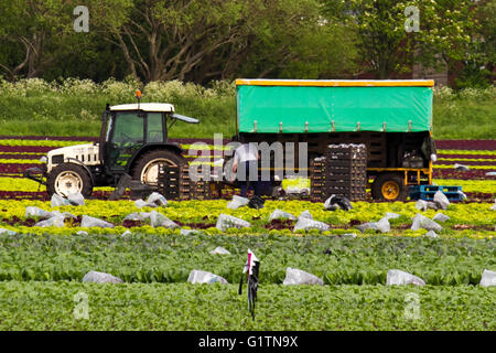 Tarleton, UK. 19 mai, 2016. Les travailleurs agricoles migrants voyage Tarleton chaque année pour aider à la culture et la récolte des cultures de salades, qui sont ensuite vendus sur les grands supermarchés britanniques. Les employeurs agricoles peuvent inclure les agriculteurs, les coopératives agricoles, les silos, les maisons vertes, les transformateurs de produits alimentaires et forestières. Certains peuvent conclure des contrats avec les entrepreneurs en main-d'œuvre agricole pour superviser l'embauche et le paiement de l'équipages saisonniers ou migrants. Credit : Cernan Elias/Alamy Live News Banque D'Images