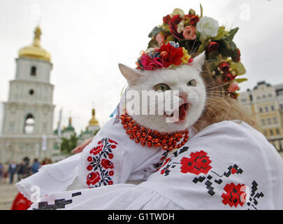 Kiev, Ukraine. 19 mai, 2016. Un chat vêtu de la chemise brodée National Ukrainien nommé 'Vyshyvanka" lors d'une flash mob dédié à Vyshyvanka's Day, à la place de Sofia. Vêtements traditionnels slaves avec éléments d'origine ethnique ukrainienne 'broderie' Vyshyvanka est très populaire parmi les patriotes ukrainiens. © Vasyl Shevchenko/Pacific Press/Alamy Live News Banque D'Images