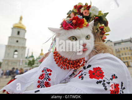 Kiev, Ukraine. 19 mai, 2016. Un chat vêtu de la chemise brodée National Ukrainien nommé 'Vyshyvanka" lors d'une flash mob dédié à Vyshyvanka's Day, à la place de Sofia. Vêtements traditionnels slaves avec éléments d'origine ethnique ukrainienne 'broderie' Vyshyvanka est très populaire parmi les patriotes ukrainiens. © Vasyl Shevchenko/Pacific Press/Alamy Live News Banque D'Images