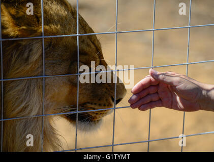 (160520) -- VAALWATER, 20 mai 2016 (Xinhua) -- Robert Kruijff, le personnel de la fondation Stichting Leeuw interagit avec un lion du nom de Nero, qui a été transférée ici en mai 2015, à l'Emoya Big Cat Sanctuaire, Vaalwater, Afrique du Sud, le nord de la province du Limpopo, le 19 mai 2016. Trois lions sauvés par la fondation Stichting Leeuw de Hollande sont arrivés à leur nouvelle maison, le Grand Chat Emoya Sanctuary jeudi. Emoya signifie 'welcome home' en langue swazi. Le sanctuaire, d'une superficie de 5 000 hectares, est en ce moment à la maison pour 44 gros chats. Trente-trois d'entre eux ont été sauvés des lions dans les cirques au Pérou et en Colombie et à l'arrivée Banque D'Images