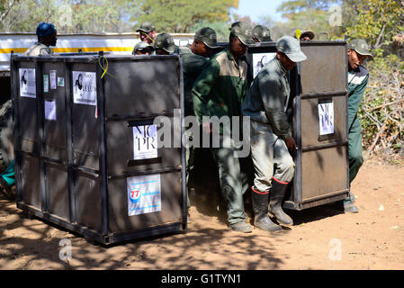 (160520) -- VAALWATER, 20 mai 2016 (Xinhua) -- retirer les travailleurs une cage portant un lion sauvé au grand chat Emoya Sanctuaire, Vaalwater, Afrique du Sud, le nord de la province du Limpopo, le 19 mai 2016. Trois lions sauvés par la fondation Stichting Leeuw de Hollande sont arrivés à leur nouvelle maison, le Grand Chat Emoya Sanctuary jeudi. Emoya signifie 'welcome home' en langue swazi. Le sanctuaire, d'une superficie de 5 000 hectares, est en ce moment à la maison pour 44 gros chats. Trente-trois d'entre eux ont été sauvés des lions dans les cirques le Pérou et la Colombie et est arrivé ici le 1 mai 2016. La réception de la 3 lions est le deuxième Emoya Banque D'Images