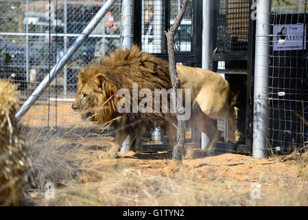 (160520) -- VAALWATER, 20 mai 2016 (Xinhua) -- Un lion sauvé nommé Tristan se déplace hors de sa cage à nouveau enceinte de la Emoya Big Cat Sanctuaire, Vaalwater, Afrique du Sud, le nord de la province du Limpopo, le 19 mai 2016. Trois lions sauvés par la fondation Stichting Leeuw de Hollande sont arrivés à leur nouvelle maison, le Grand Chat Emoya Sanctuary jeudi. Emoya signifie 'welcome home' en langue swazi. Le sanctuaire, d'une superficie de 5 000 hectares, est en ce moment à la maison pour 44 gros chats. Trente-trois d'entre eux ont été sauvés des lions dans les cirques le Pérou et la Colombie et est arrivé ici le 1 mai 2016. La réception de la 3 l Banque D'Images