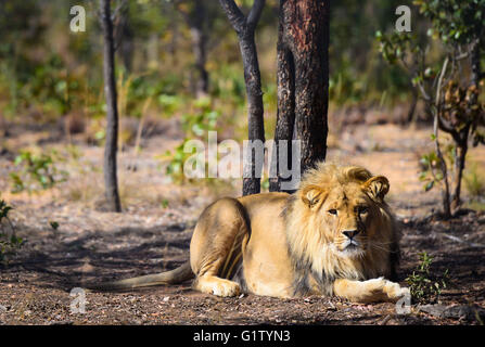 (160520) -- VAALWATER, 20 mai 2016 (Xinhua) -- Photo prise le 19 mai 2016 montre l'un des 33 anciens lions au cirque grand chat Emoya Vaalwater, sanctuaire de l'Afrique du Sud, le nord de la province du Limpopo. Trois lions sauvés par la fondation Stichting Leeuw de Hollande sont arrivés à leur nouvelle maison, le Grand Chat Emoya Sanctuary jeudi. Emoya signifie 'welcome home' en langue swazi. Le sanctuaire, d'une superficie de 5 000 hectares, est en ce moment à la maison pour 44 gros chats. Trente-trois d'entre eux ont été sauvés des lions dans les cirques le Pérou et la Colombie et est arrivé ici le 1 mai 2016. La réception de la 3 lions est Emoya' Banque D'Images