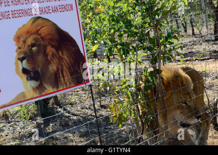 (160520) -- VAALWATER, 20 mai 2016 (Xinhua) -- Photo prise le 19 mai 2016 montre l'un des 33 anciens lions au cirque grand chat Emoya Vaalwater, sanctuaire de l'Afrique du Sud, le nord de la province du Limpopo. Trois lions sauvés par la fondation Stichting Leeuw de Hollande sont arrivés à leur nouvelle maison, le Grand Chat Emoya Sanctuary jeudi. Emoya signifie 'welcome home' en langue swazi. Le sanctuaire, d'une superficie de 5 000 hectares, est en ce moment à la maison pour 44 gros chats. Trente-trois d'entre eux ont été sauvés des lions dans les cirques le Pérou et la Colombie et est arrivé ici le 1 mai 2016. La réception de la 3 lions est Emoya' Banque D'Images