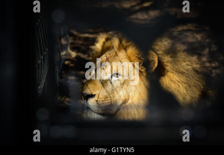 (160520) -- VAALWATER, 20 mai 2016 (Xinhua) -- Photo prise le 19 mai 2016 montre l'un des 33 anciens lions au cirque grand chat Emoya Vaalwater, sanctuaire de l'Afrique du Sud, le nord de la province du Limpopo. Trois lions sauvés par la fondation Stichting Leeuw de Hollande sont arrivés à leur nouvelle maison, le Grand Chat Emoya Sanctuary jeudi. Emoya signifie 'welcome home' en langue swazi. Le sanctuaire, d'une superficie de 5 000 hectares, est en ce moment à la maison pour 44 gros chats. Trente-trois d'entre eux ont été sauvés des lions dans les cirques le Pérou et la Colombie et est arrivé ici le 1 mai 2016. La réception de la 3 lions est Emoya' Banque D'Images