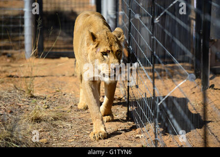 (160520) -- VAALWATER, 20 mai 2016 (Xinhua) -- Un lion sauvé nommé Nala se déplace hors de sa cage à nouveau enceinte de la Emoya Big Cat Sanctuaire, Vaalwater, Afrique du Sud, le nord de la province du Limpopo, le 19 mai 2016. Trois lions sauvés par la fondation Stichting Leeuw de Hollande sont arrivés à leur nouvelle maison, le Grand Chat Emoya Sanctuary jeudi. Emoya signifie 'welcome home' en langue swazi. Le sanctuaire, d'une superficie de 5 000 hectares, est en ce moment à la maison pour 44 gros chats. Trente-trois d'entre eux ont été sauvés des lions dans les cirques le Pérou et la Colombie et est arrivé ici le 1 mai 2016. La réception de la lion 3 Banque D'Images