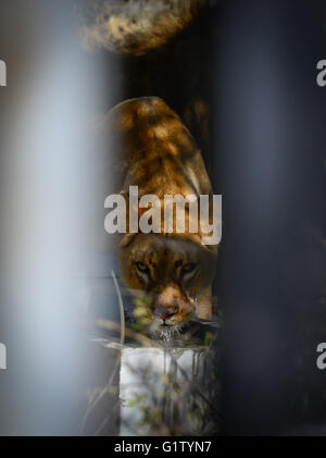 (160520) -- VAALWATER, 20 mai 2016 (Xinhua) -- Un lion sauvé nommé Asali boit de l'eau à sa nouvelle enceinte au grand chat Emoya Vaalwater, sanctuaire de l'Afrique du Sud, le nord de la province du Limpopo, le 19 mai 2016. Trois lions sauvés par la fondation Stichting Leeuw de Hollande sont arrivés à leur nouvelle maison, le Grand Chat Emoya Sanctuary jeudi. Emoya signifie 'welcome home' en langue swazi. Le sanctuaire, d'une superficie de 5 000 hectares, est en ce moment à la maison pour 44 gros chats. Trente-trois d'entre eux ont été sauvés des lions dans les cirques le Pérou et la Colombie et est arrivé ici le 1 mai 2016. La réception de la 3 lions est Banque D'Images