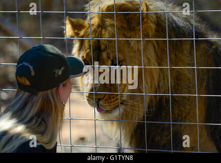 (160520) -- VAALWATER, 20 mai 2016 (Xinhua) -- Sandra Kuijman, le personnel de la fondation Stichting Leeuw interagit avec un lion du nom de Nero, qui a été transférée ici en mai 2015, à l'Emoya Big Cat Sanctuaire, Vaalwater, Afrique du Sud, le nord de la province du Limpopo, le 19 mai 2016. Trois lions sauvés par la fondation Stichting Leeuw de Hollande sont arrivés à leur nouvelle maison, le Grand Chat Emoya Sanctuary jeudi. Emoya signifie 'welcome home' en langue swazi. Le sanctuaire, d'une superficie de 5 000 hectares, est en ce moment à la maison pour 44 gros chats. Trente-trois d'entre eux ont été sauvés des lions dans les cirques au Pérou et en Colombie et à l'arrivée Banque D'Images