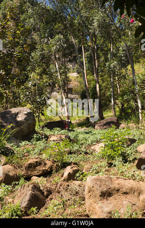 Sri Lanka, Ella, de l'agriculture, de plus en plus potaoes sur paroi rocheuse avec un sol pauvre et pas d'eau Banque D'Images