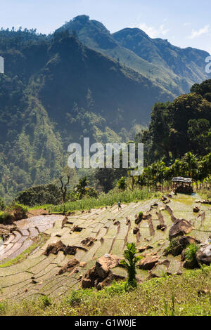 Sri Lanka, Ella, terres agricoles en terrasses en pente raide sur le côté d'Ella Rock Banque D'Images
