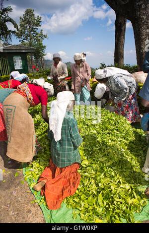 Sri Lanka, Ella, Finlay's Newburgh, usine de thé vert pour les femmes de l'air dans les feuilles sur le sol Banque D'Images