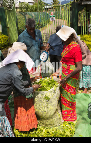 Sri Lanka, Ella, Finlay's Newburgh Green Tea Estate Factory, les femmes de mettre les feuilles en sac pour être pesés Banque D'Images