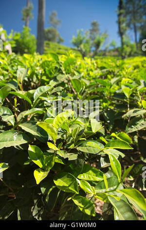 Sri Lanka, Ella, Finlay's Newburgh Estate Thé Vert, les feuilles de thé Banque D'Images