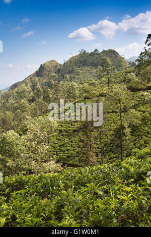 Sri Lanka, Ella, 98 hectares de plantation de thé à chemin d'Adam's Peak peu Banque D'Images