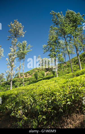 Sri Lanka, Ella, 98 hectares de plantation de thé à chemin d'Adam's Peak peu Banque D'Images