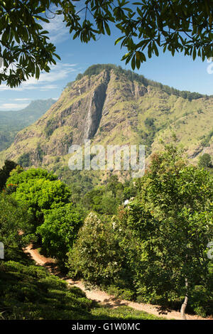 Sri Lanka, Ella, Rock de tea garden path à peu du pic d'Adam Banque D'Images