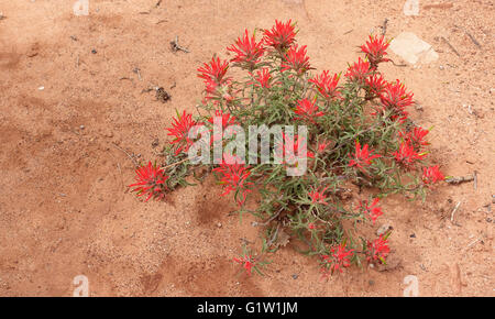 Desert Paintbrush, Arches National Park Moab Utah USA Banque D'Images